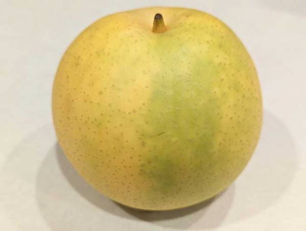 甘い梨かどうか見分ける方法に「逆に考えてた！」「なるほど！」