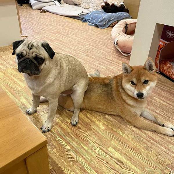 パグが座っている『イス』に、飼い主がツッコミ！　「笑った！」「怒らないなんて優しい」