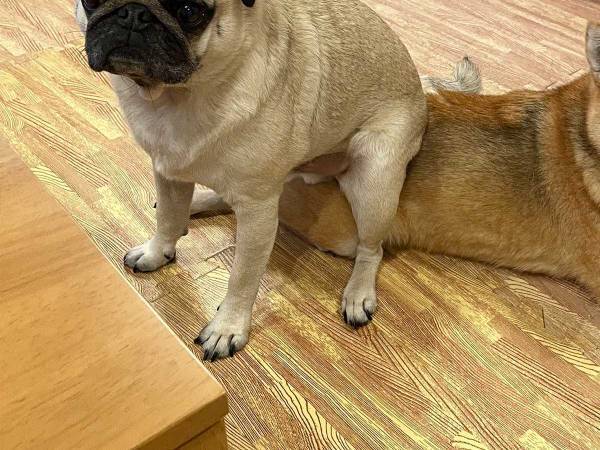 パグが座っている『イス』に、飼い主がツッコミ！　「笑った！」「怒らないなんて優しい」