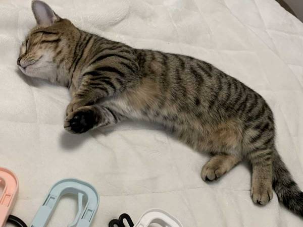 ８か月前と後の猫のビフォーアフターに「思わず笑顔になっちゃう！」