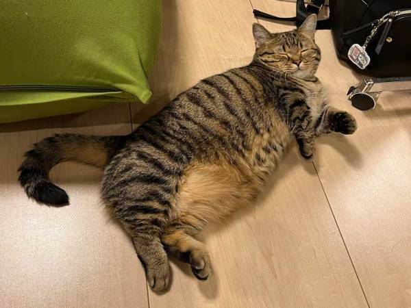 ８か月前と後の猫のビフォーアフターに「思わず笑顔になっちゃう！」