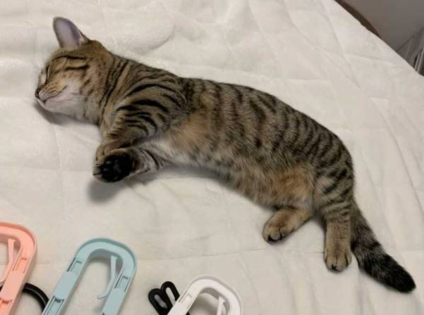 ８か月前と後の猫のビフォーアフターに「思わず笑顔になっちゃう！」