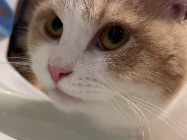 水を飲むのが下手すぎる猫　飼い主も「ちょっと待って…」と驚くほど！