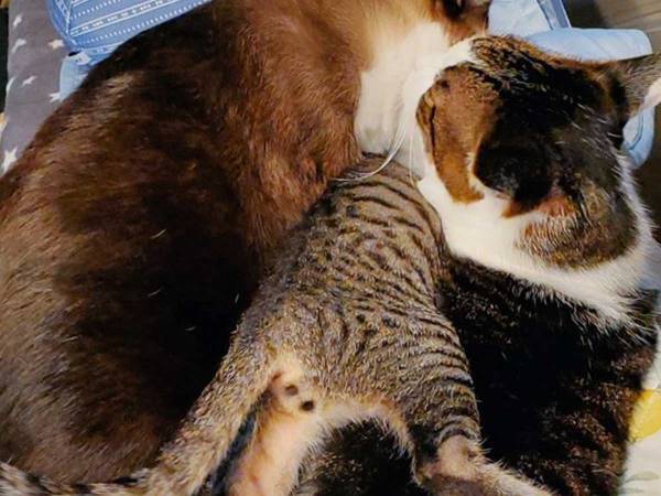 「どうしてこうなった！？」　飼い主が帰宅後、笑い崩れた光景がこちら！