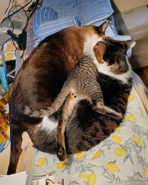 「どうしてこうなった！？」　飼い主が帰宅後、笑い崩れた光景がこちら！