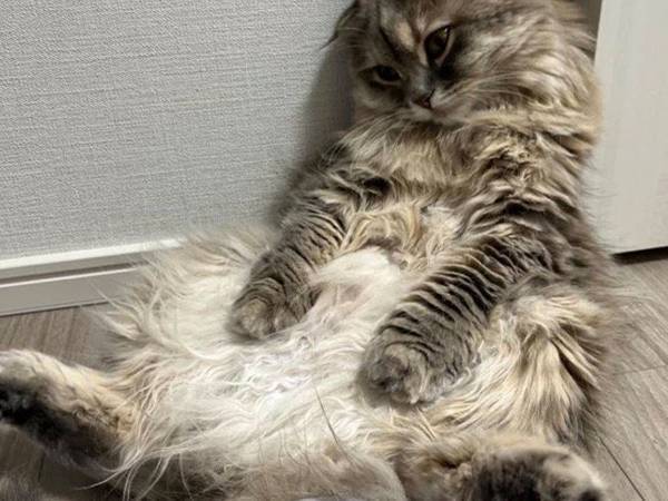 猫を健康診断に連れて行った飼い主　帰宅後の姿が、こちら