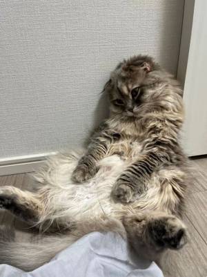 猫を健康診断に連れて行った飼い主　帰宅後の姿が、こちら