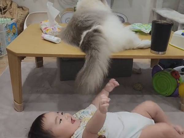 テーブルの上でしっぽを振る猫　その下を見ると？　「このコンビは反則…！」