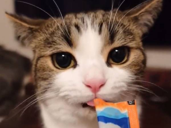 「なんて幸せそうなの」「可愛すぎる」　飼い主が猫に『CIAOちゅ～る』を与えると？