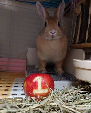 「捨てられたウサギの気持ち、分かりますか？」　保護主の投稿に「涙が出た」「広まってほしい」
