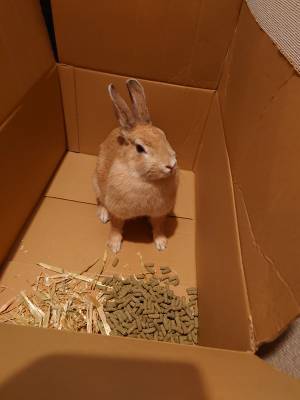 「捨てられたウサギの気持ち、分かりますか？」　保護主の投稿に「涙が出た」「広まってほしい」