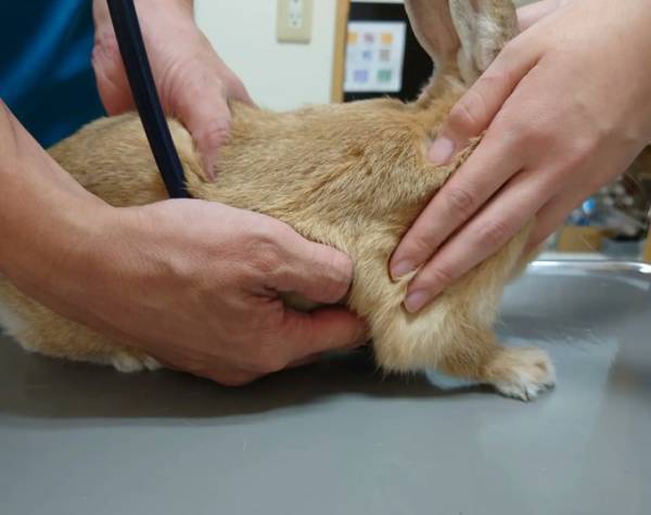 「捨てられたウサギの気持ち、分かりますか？」　保護主の投稿に「涙が出た」「広まってほしい」