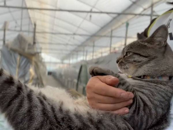 「長いだろ？」　見せつけてくる猫の姿に「マッサージしますよ！」「表情も完璧」と反響