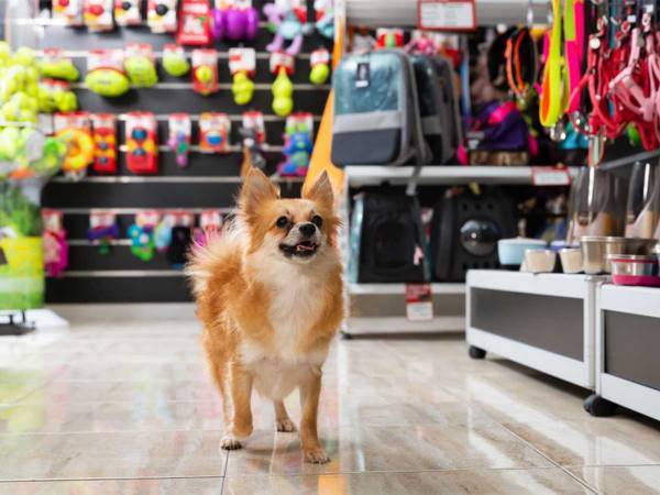 おもちゃを買ってもらってゴキゲンな犬　次の瞬間？「かわいそうだけど爆笑」