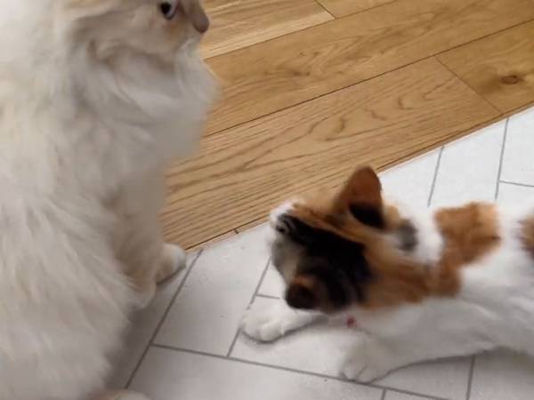 先輩猫の『神対応』　子猫が飼い主の腕に噛みつくと、横から？