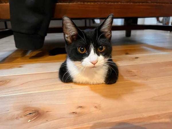 「バグったのか？」「笑った」　飼い主が笑ってしまった、子猫の姿がこちら