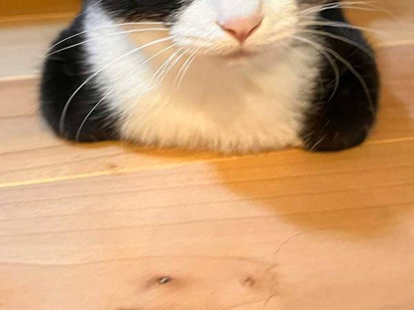 「バグったのか？」「笑った」　飼い主が笑ってしまった、子猫の姿がこちら