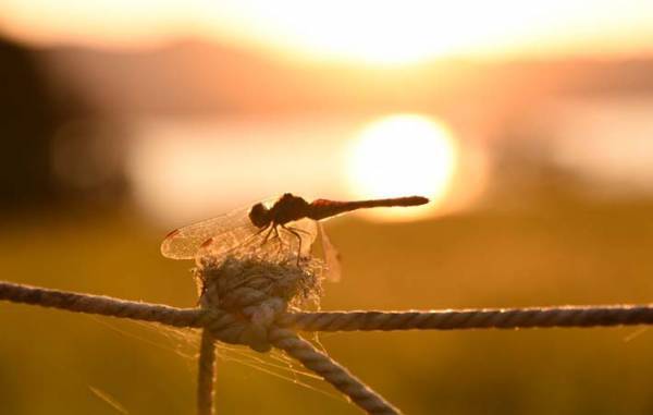 この時季にぴったりの童謡『赤とんぼ』　赤とんぼは日本の空の象徴