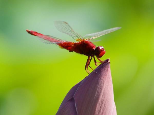 この時季にぴったりの童謡『赤とんぼ』　赤とんぼは日本の空の象徴