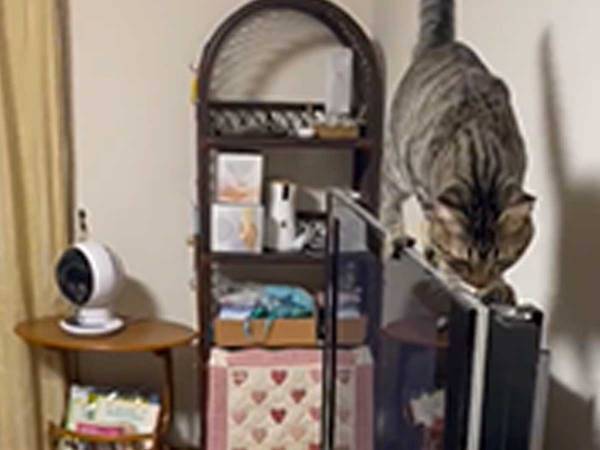 テレビの上に乗った猫を、叱っているのは？　ハスキーの行動に「賢い！」「えらいね」