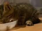 ゴミ捨て場の裏で拾った子猫　ご飯を食べながら「ウマい、ウマい…！」