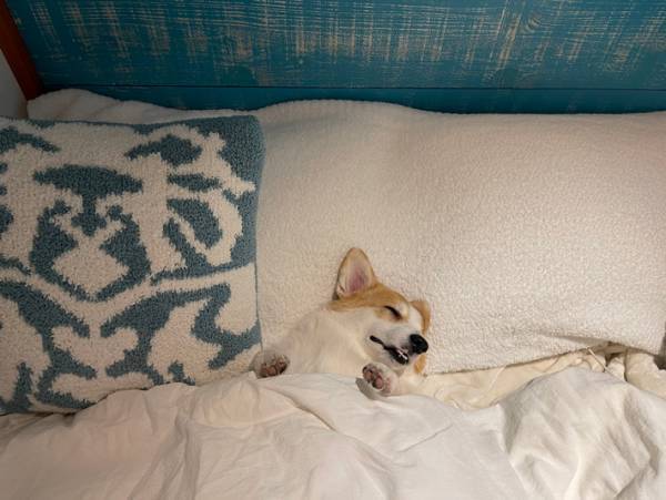 飼い主「寝られなかったのは、いい思い出です」　ベッドの中で、コーギーが？