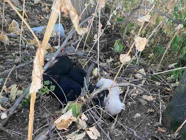 旅先で散歩をしていたら、どこからか鳴き声が聞こえてきて…？「かわいすぎる！」