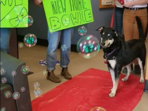 みんなに愛された保護犬　ついに里親が決まると、施設のスタッフたちは…？