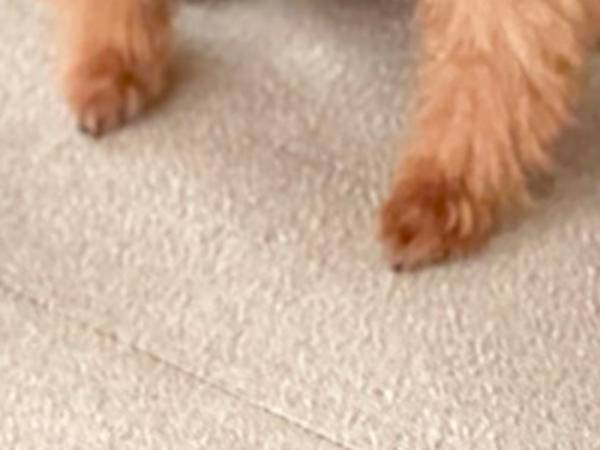 きみ、本当にトイプードル？　マッチョな見た目に困惑の声が続出！