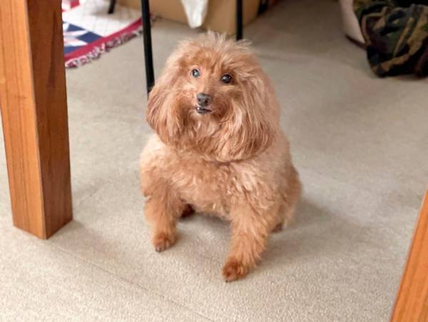 きみ、本当にトイプードル？　マッチョな見た目に困惑の声が続出！