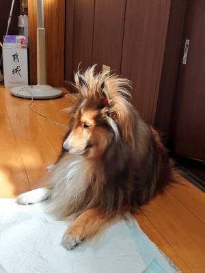 寝ぐせのクセが強い犬　起きたばかりの姿が、コチラ　「コーヒーを吹いた」「どうしてこうなった？」