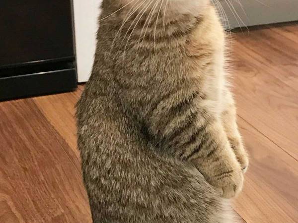 「お行儀のよさを感じる」猫の姿に「中に人間が入ってる？」