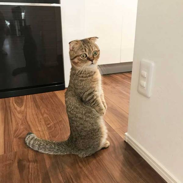 「お行儀のよさを感じる」猫の姿に「中に人間が入ってる？」