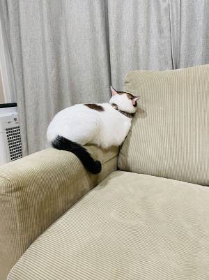 育児に追われていた飼い主　猫に構ってあげられなかった結果？