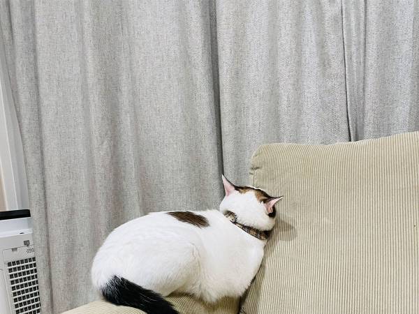 育児に追われていた飼い主　猫に構ってあげられなかった結果？