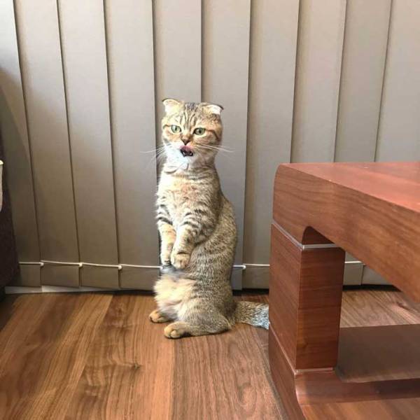 毛づくろいをする猫の姿に「めっちゃ個性的！」「器用すぎる！」