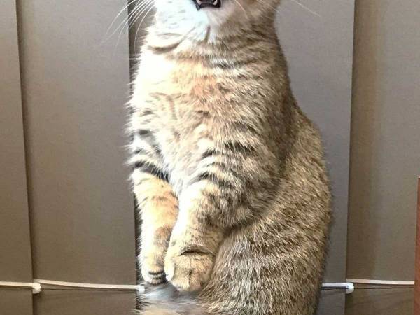 毛づくろいをする猫の姿に「めっちゃ個性的！」「器用すぎる！」