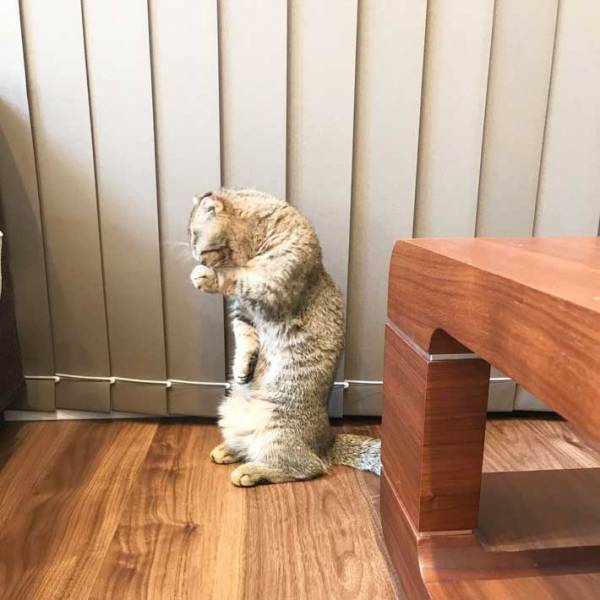 毛づくろいをする猫の姿に「めっちゃ個性的！」「器用すぎる！」