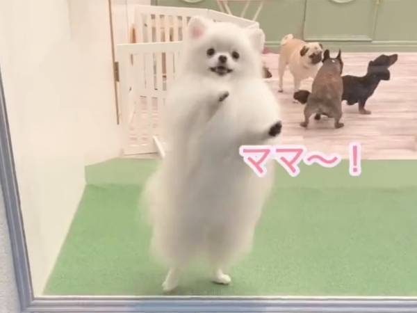 切なくも、かわいい…！　飼い主の帰りを待つ、ポメラニアンが？