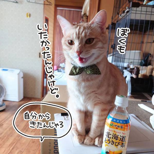 お茶を飲んでいる飼い主に、猫が？　あるあるな展開に共感の声