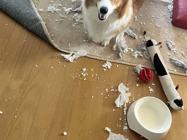 「なぜかめっちゃドヤ顔」　部屋を散らかした犬の表情が？