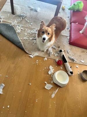 「なぜかめっちゃドヤ顔」　部屋を散らかした犬の表情が？