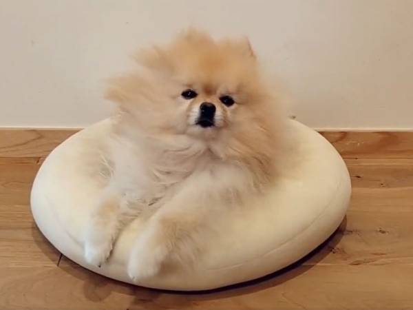 「半端なくヨボヨボ」　寝起きのポメラニアンが目を覚ますまでの動画に、癒される