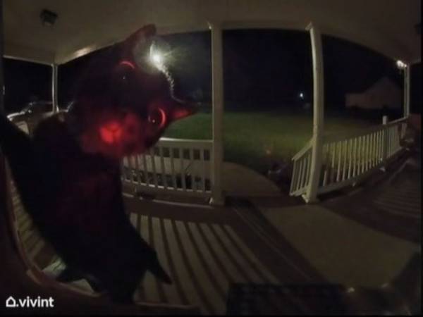 「爆笑した」　午前０時にドアベルが訪問者を感知　カメラに映っていたのは？