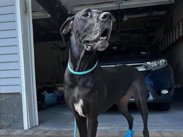 犬用ブーツを履いた犬がまるでスーパーモデル　「めちゃくちゃかわいい！」