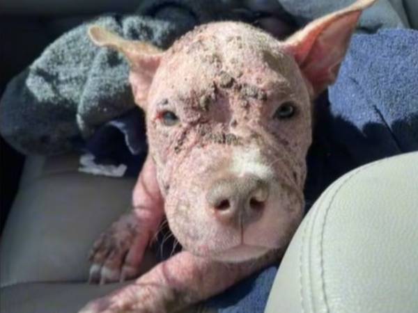 表情まで変わったね！　ひどい皮膚病だった保護犬　治療後の姿に「表情がいい」「幸せそう」