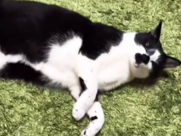 愛猫に『お出迎え』された飼い主　直前まで寝ていた場所を探すと？