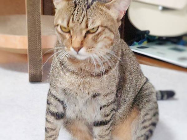 ブラッシングをされて不機嫌になった猫　飼い主の『ある言葉』を聞いて、態度が一変