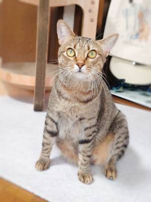 ブラッシングをされて不機嫌になった猫　飼い主の『ある言葉』を聞いて、態度が一変