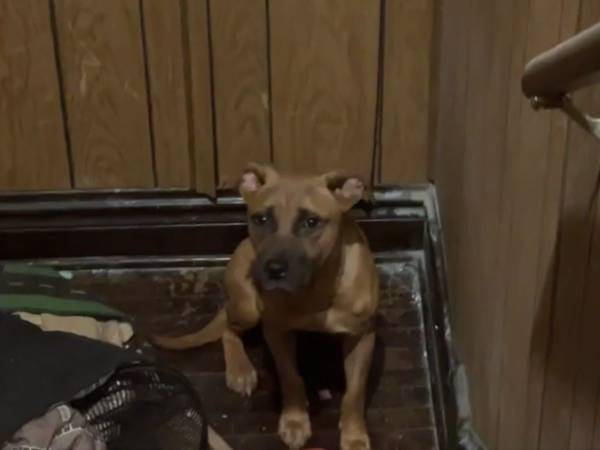 住人が引っ越した後の家で見つかったのは…「怒りが込み上げる」「かわいそうに」